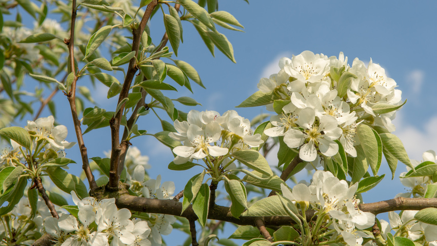 Pyrus communis 'Gieser Wildeman' fleurs