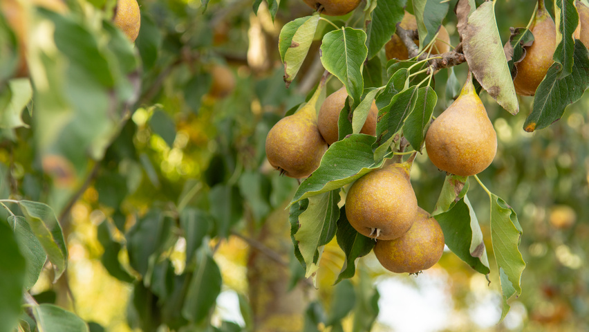 Pyrus communis 'Gieser Wildeman' fruits