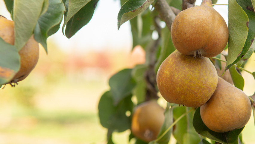 Pyrus communis 'Gieser Wildeman' fruits
