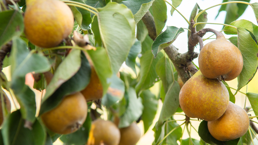 Pyrus communis 'Gieser Wildeman' fruits
