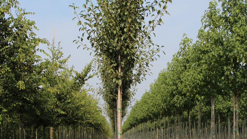 Pyrus communis 'Gieser Wildeman' haute tige