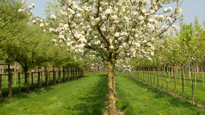 Pyrus communis 'Gieser Wildeman' haute tige