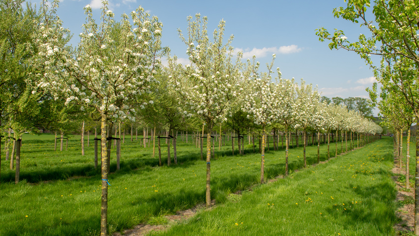 Pyrus communis 'Gieser Wildeman' haute tige