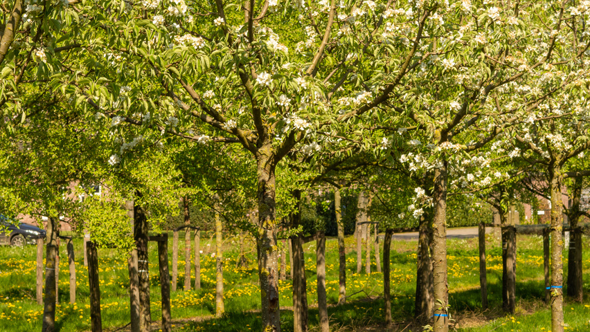 Pyrus communis 'Gieser Wildeman' haute tige
