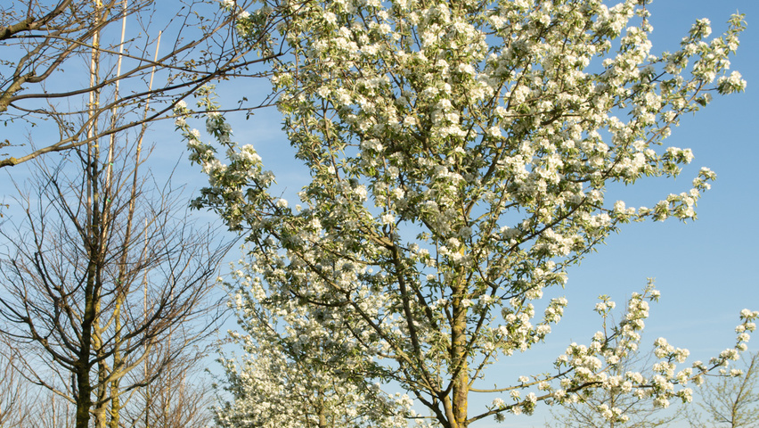 Pyrus communis 'Gieser Wildeman' haute tige