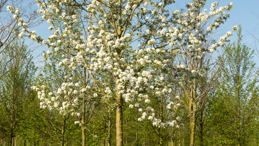 Pyrus communis 'Gieser Wildeman' haute tige