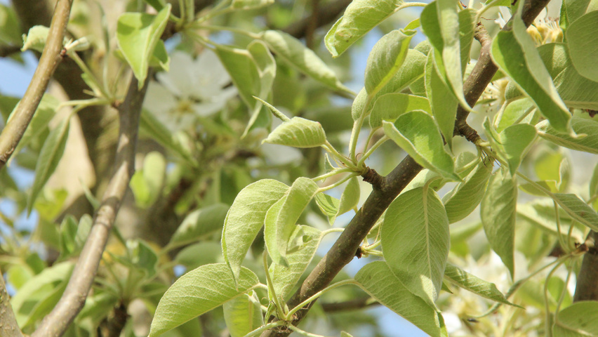 Pyrus communis 'Gieser Wildeman' Feuilles
