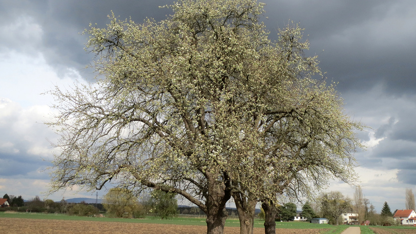 Pyrus communis hoogstam