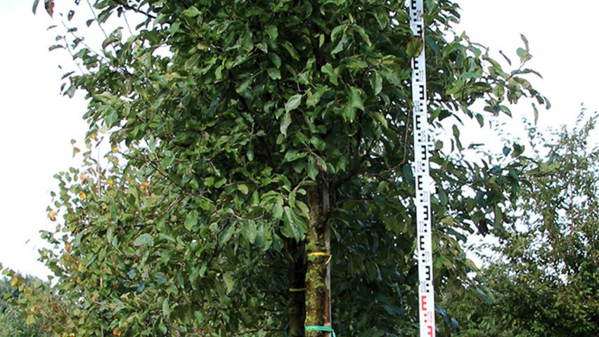 Pyrus communis hoogstam