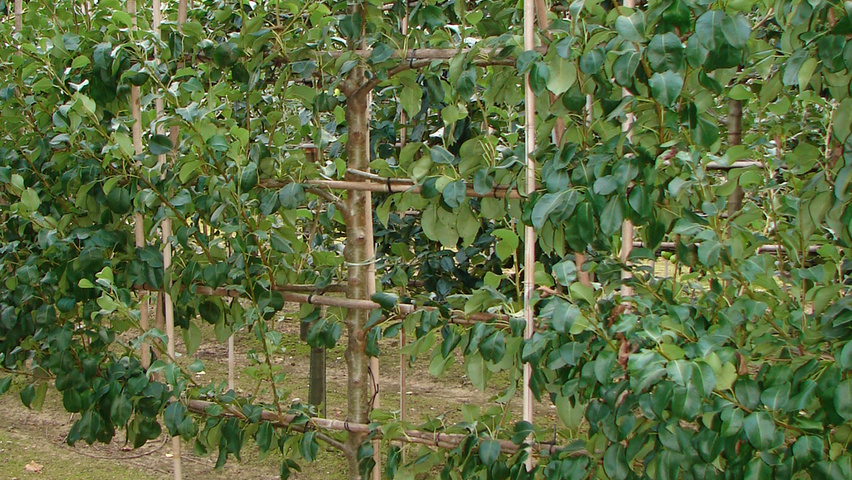 Pyrus communis 'Kruidenierspeer' espalier