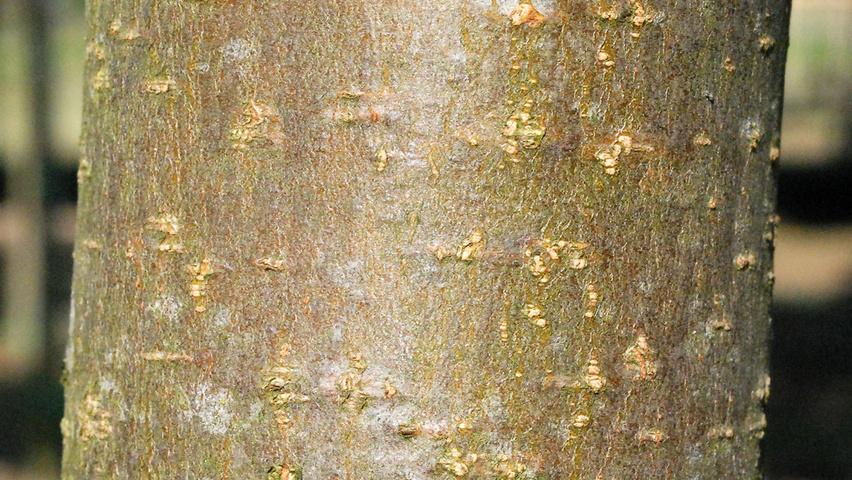 Pyrus communis 'Saint Rémy' tronc