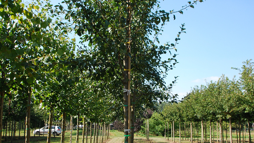 Pyrus communis 'Saint Rémy' haute tige