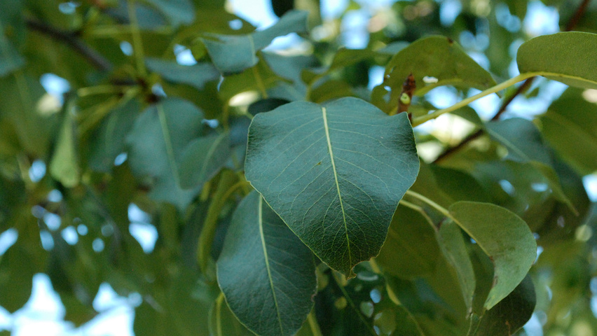 Pyrus communis 'Saint Rémy' Feuilles