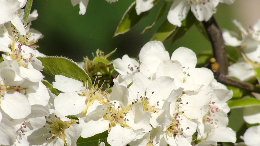 Pyrus communis subsp. caucasica flowers