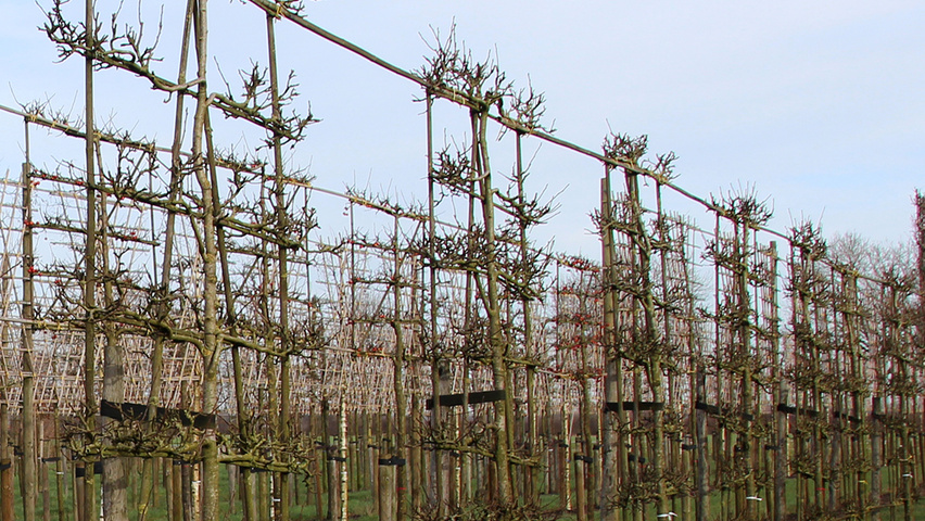 Pyrus communis 'Triomphe de Vienne' espalier