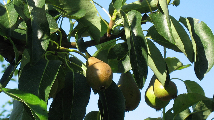 Pyrus communis 'Triomphe de Vienne' Feuilles