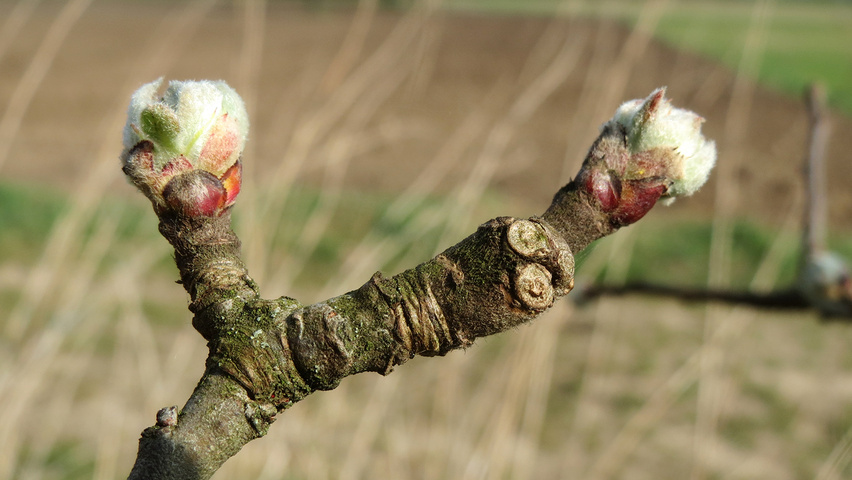 Pyrus communis twijgen