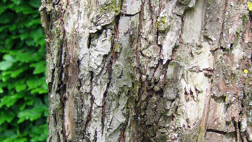 Pyrus communis 'Zoete Brederode' tronc