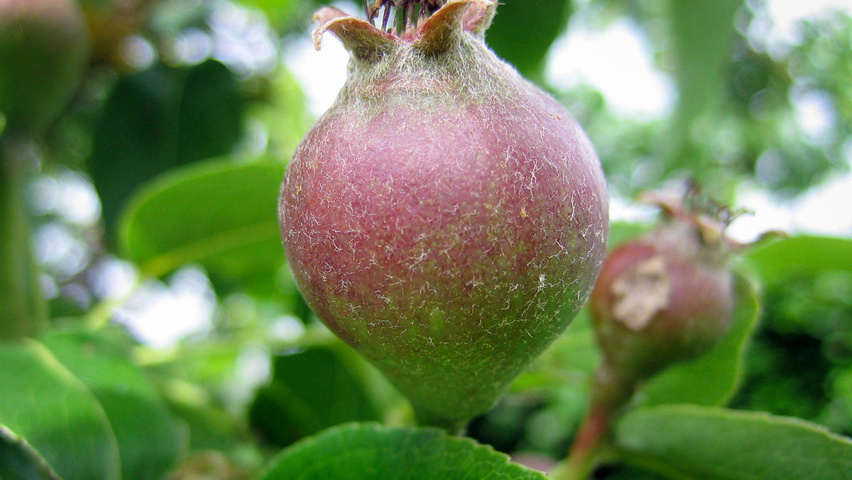 Pyrus communis 'Zoete Brederode' fruits