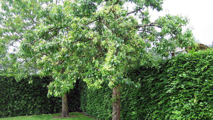 Pyrus communis 'Zoete Brederode' demi-tige