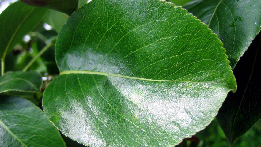 Pyrus communis 'Zoete Brederode' Feuilles
