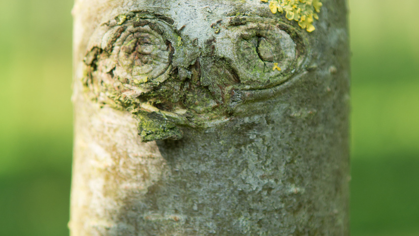 Pyrus elaeagnifolia 'Silver Sails' kora