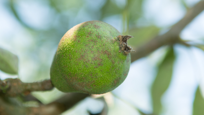 Pyrus elaeagnifolia 'Silver Sails' owoce
