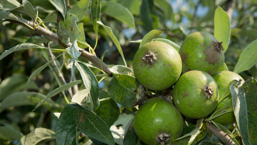Pyrus elaeagnifolia 'Silver Sails' owoce