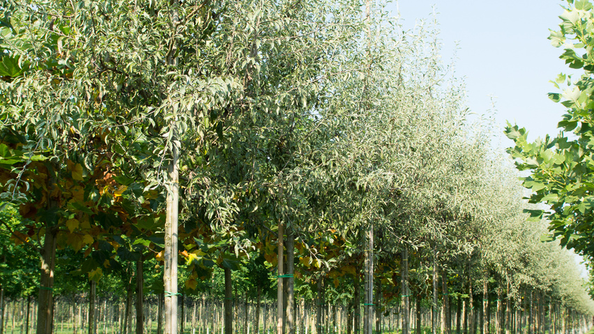Pyrus elaeagnifolia 'Silver Sails' pienne