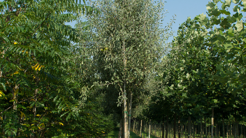 Pyrus elaeagnifolia 'Silver Sails' pienne
