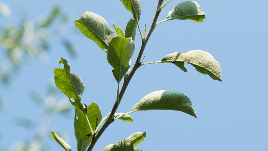Pyrus elaeagnifolia 'Silver Sails' liście