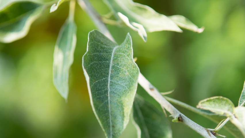 Pyrus elaeagnifolia 'Silver Sails' liście