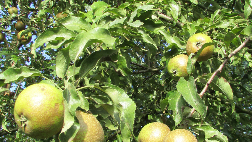 Pyrus nivalis owoce