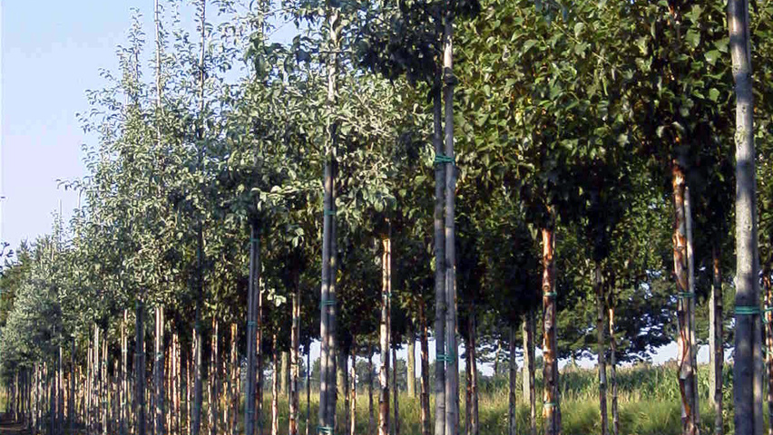 Pyrus nivalis pienne