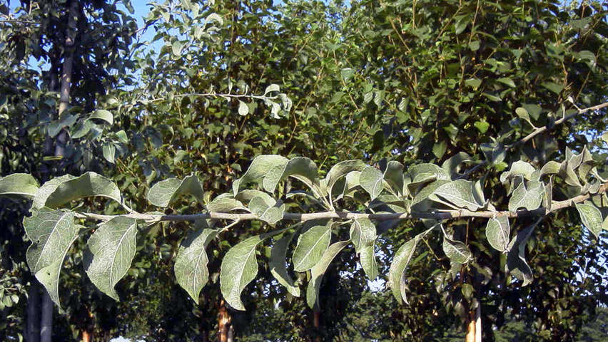 Pyrus nivalis liście