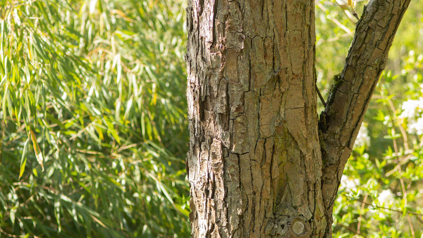Pyrus pyrifolia kora