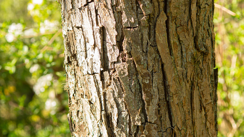 Pyrus pyrifolia kora