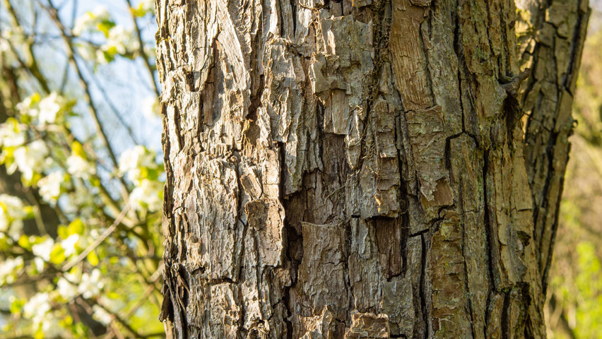 Pyrus pyrifolia kora