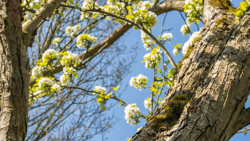 Pyrus pyrifolia kora