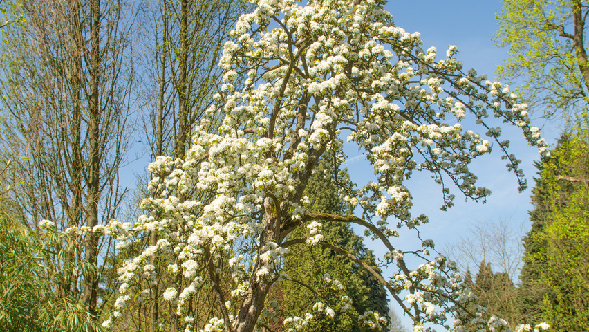 Pyrus pyrifolia chatakterystyczne