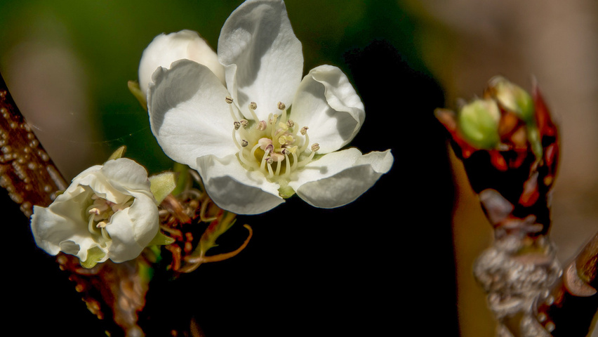 Pyrus pyrifolia kwiaty