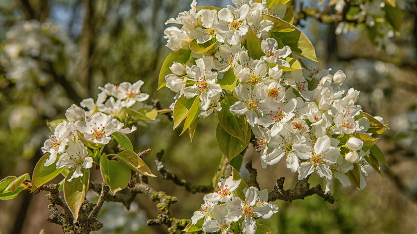 Pyrus pyrifolia kwiaty