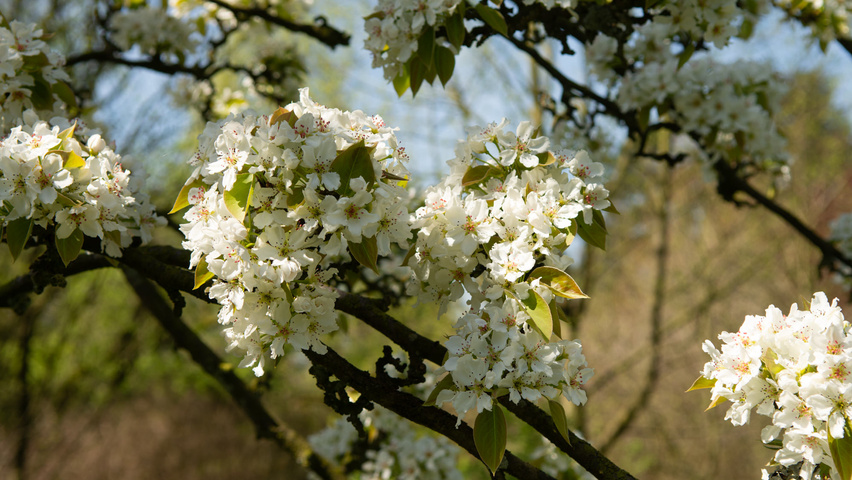 Pyrus pyrifolia kwiaty