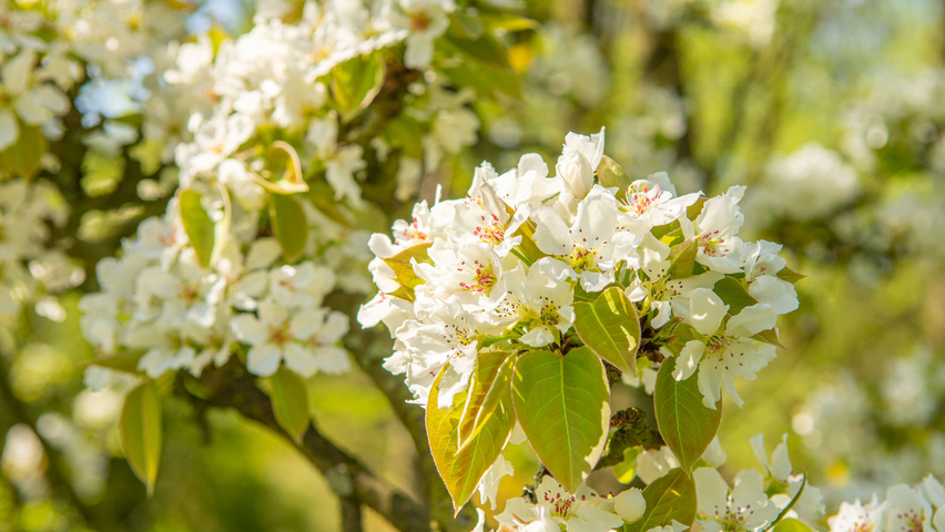 Pyrus pyrifolia kwiaty