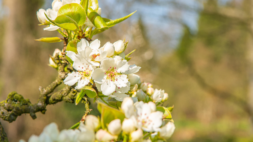 Pyrus pyrifolia kwiaty