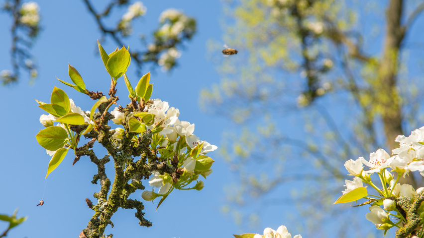 Pyrus pyrifolia kwiaty