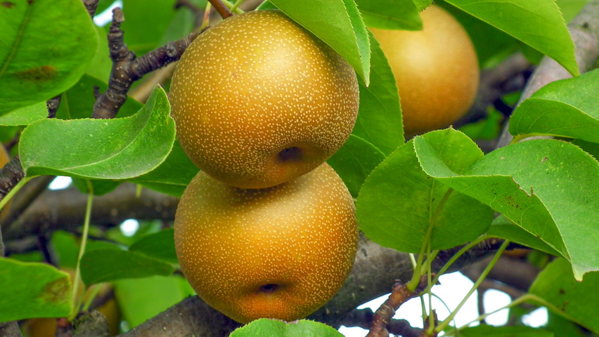 Pyrus pyrifolia owoce