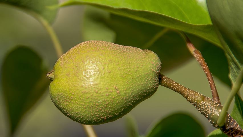 Pyrus pyrifolia owoce