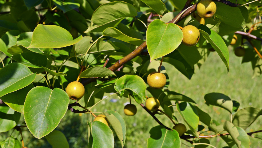 Pyrus pyrifolia owoce