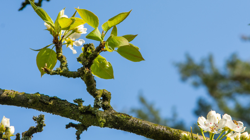 Pyrus pyrifolia liście